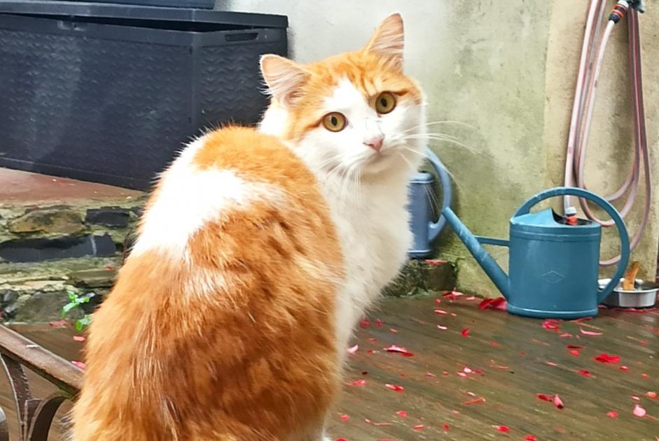 Fundmeldung Katze Unbekannt Saint-Sébastien-d'Aigrefeuille Frankreich