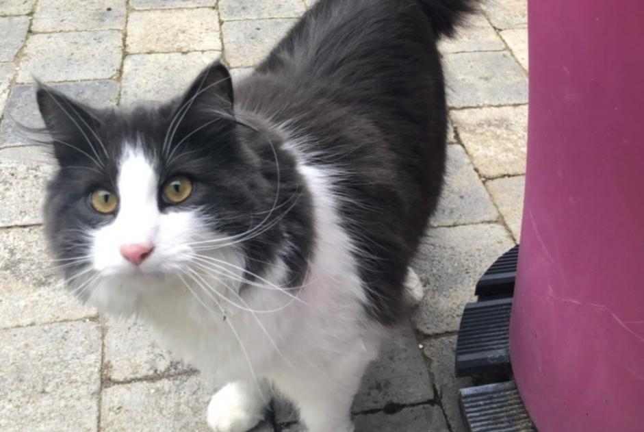 Vermisstmeldung Katze rassenmischung Männliche , 6 jahre Pléneuf-Val-André Frankreich Vermisstmeldung Katze rassenmischung Männliche , 6 jahre Pléneuf-Val-André Frankreich