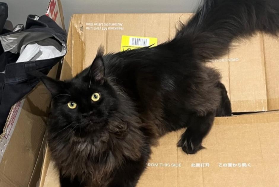Vermisstmeldung Katze  Männliche , 2 jahre Saffré Frankreich