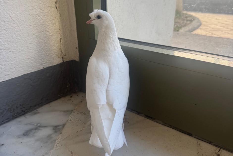 Discovery alert Bird Unknown Montargis France