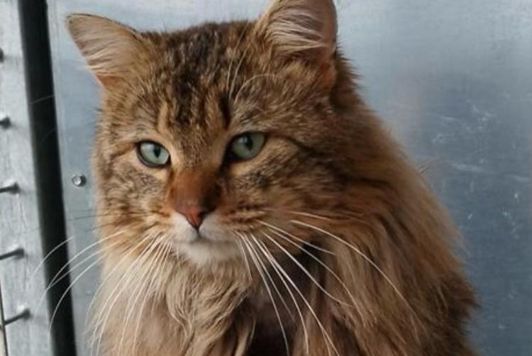Alerte Disparition Chat Mâle , 2 ans Pujaut France