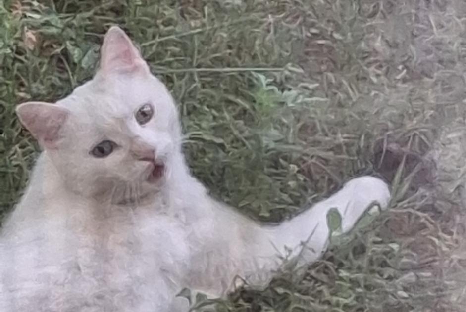 Alerte Découverte Chat Femelle Lyon France