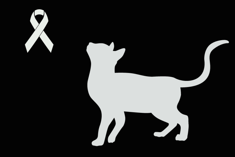 Alerte Découverte Chat Inconnu Surba France
