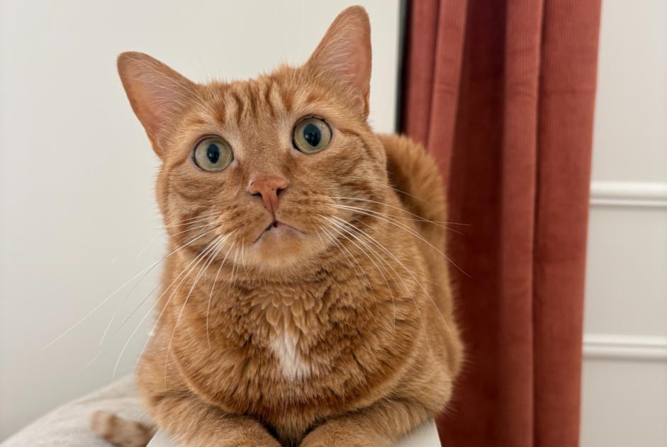 Avviso scomparsa Gatto Maschio , 5 anni Saint-Pierre-des-Corps Francia